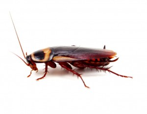 Cockroach Control Perthshire