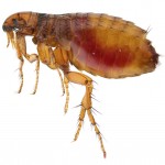 Flea Control-Pest Control Scotland