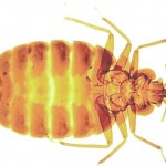 Bed Bug Control-Pest Control Scotland