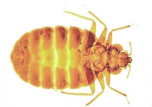 Bed Bug Removal Invernesshire