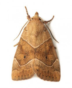 Moth Removal Kilninver