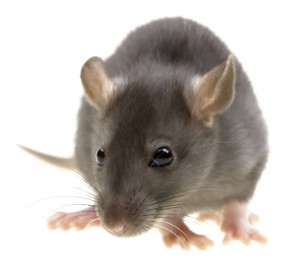 Rat Control Grangemouth