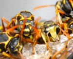 Wasp Nest Removal-Pest Control Scotland