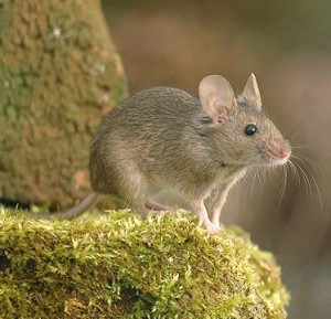 Mice Removal West Lothian