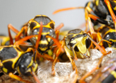 wasp-nest-removal