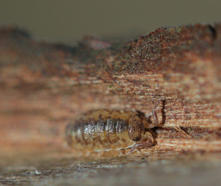 How to Ret Rid of Woodlice Scotland